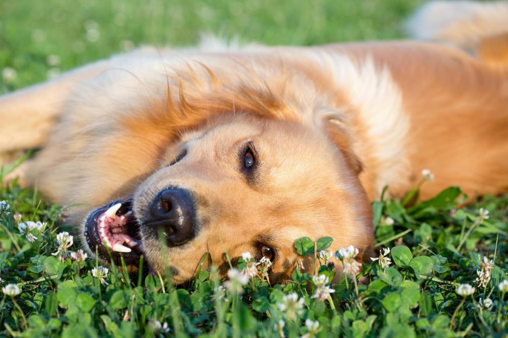 1 year old Golden Retriever dog lying in grass smiling at camera