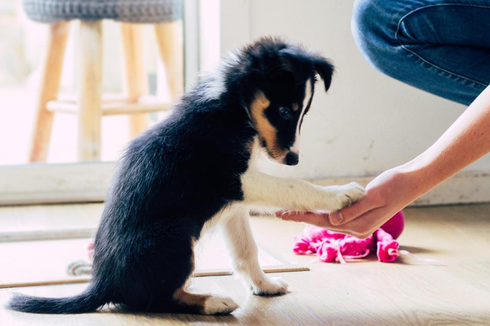 10 week old collie puppy giving owner a paw in living room