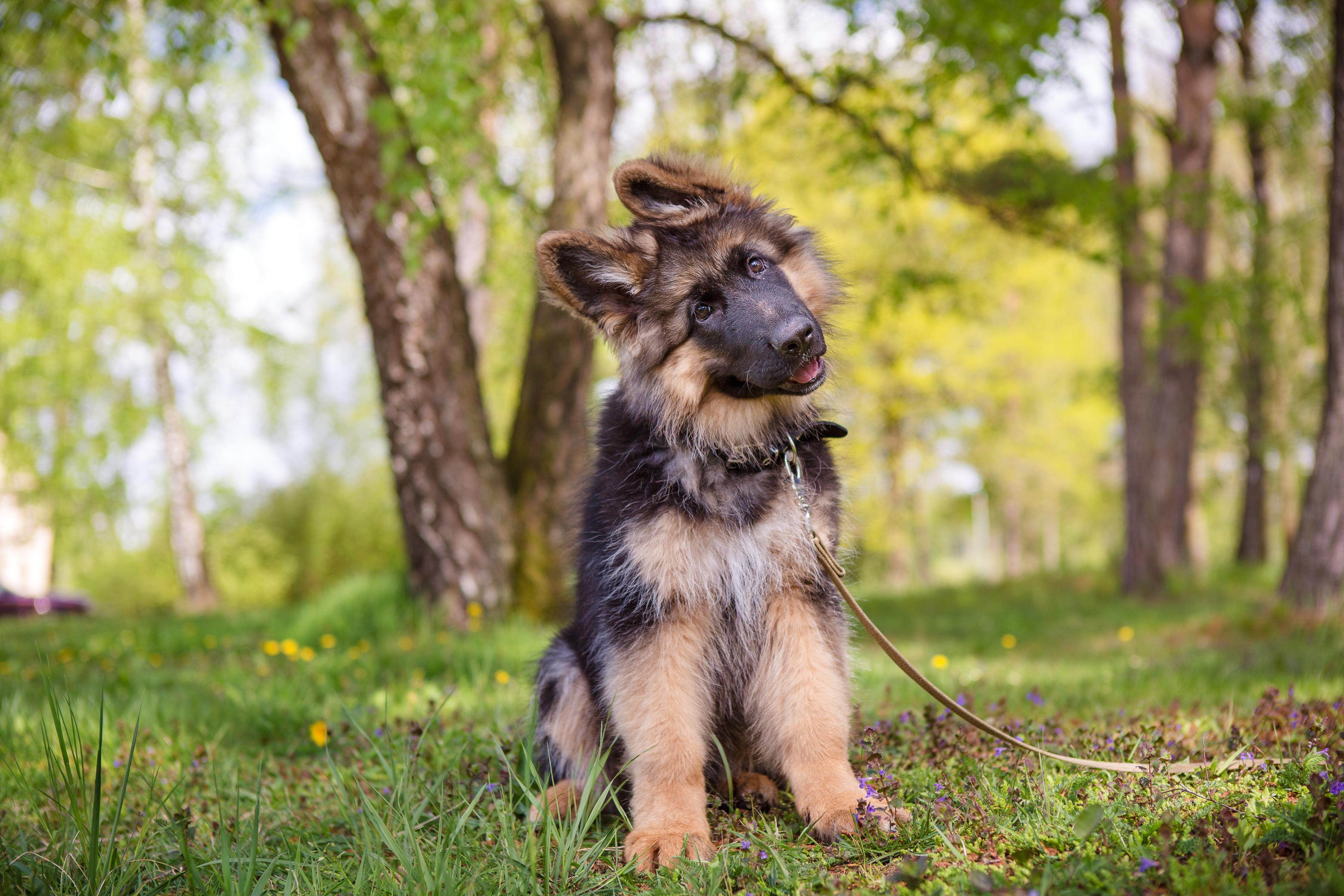 12 week old German Shepherd puppy sitting in woodland tilting head to one side