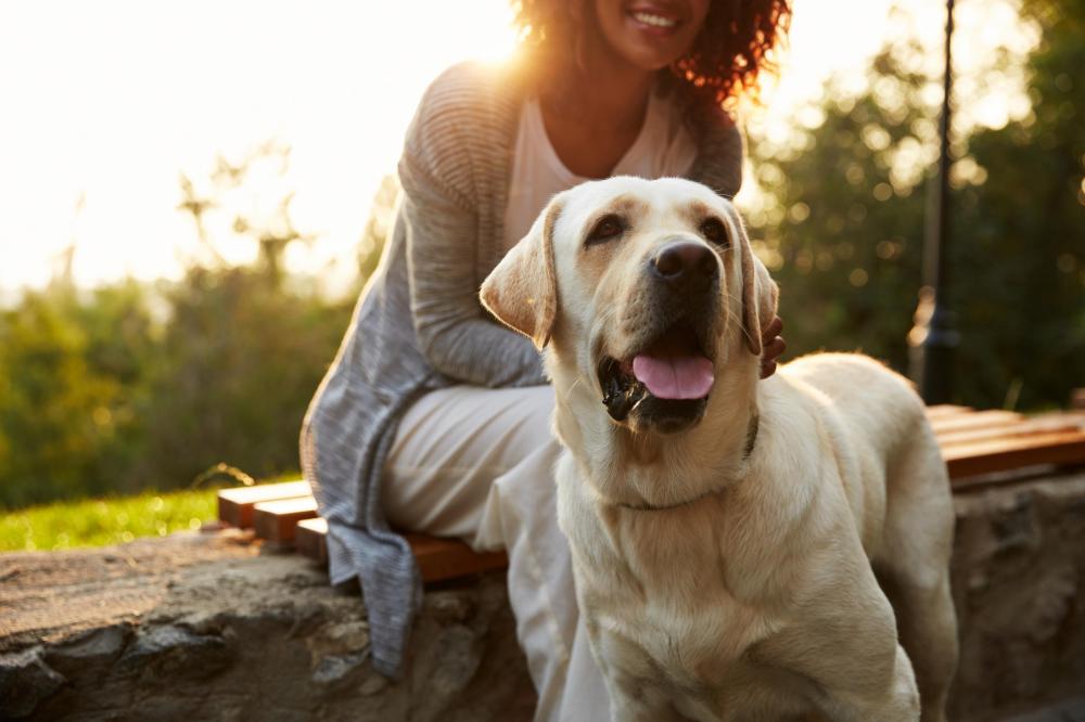 4 great benefits of having a dog in your life