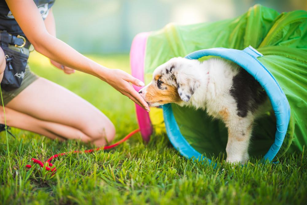 4 month old Collie puppy exiting a fun agility tunnel and sniffing owners hand