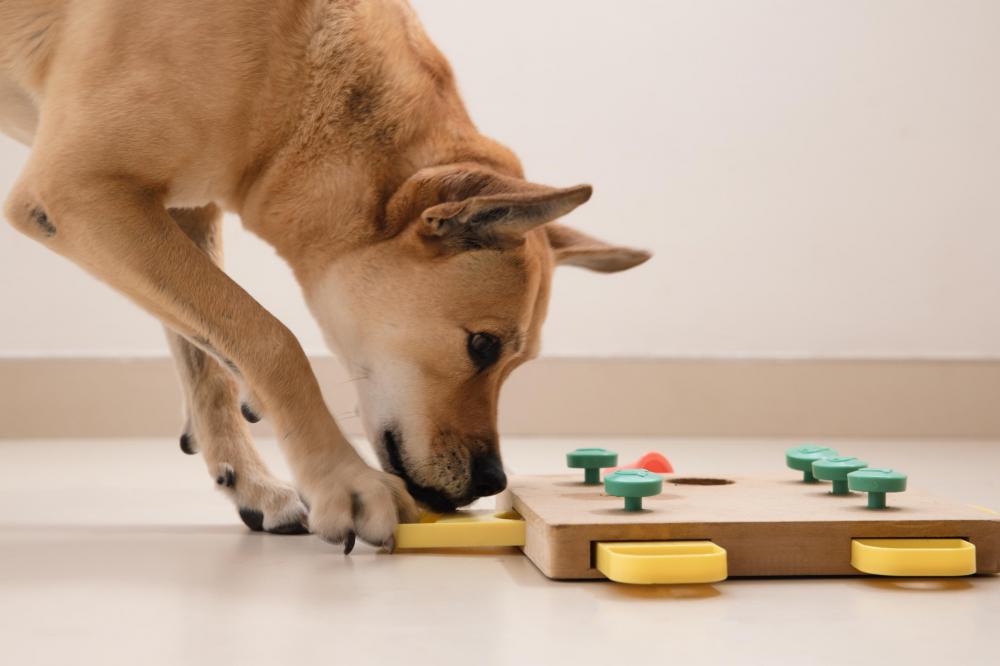 5 ways to entertain your dog