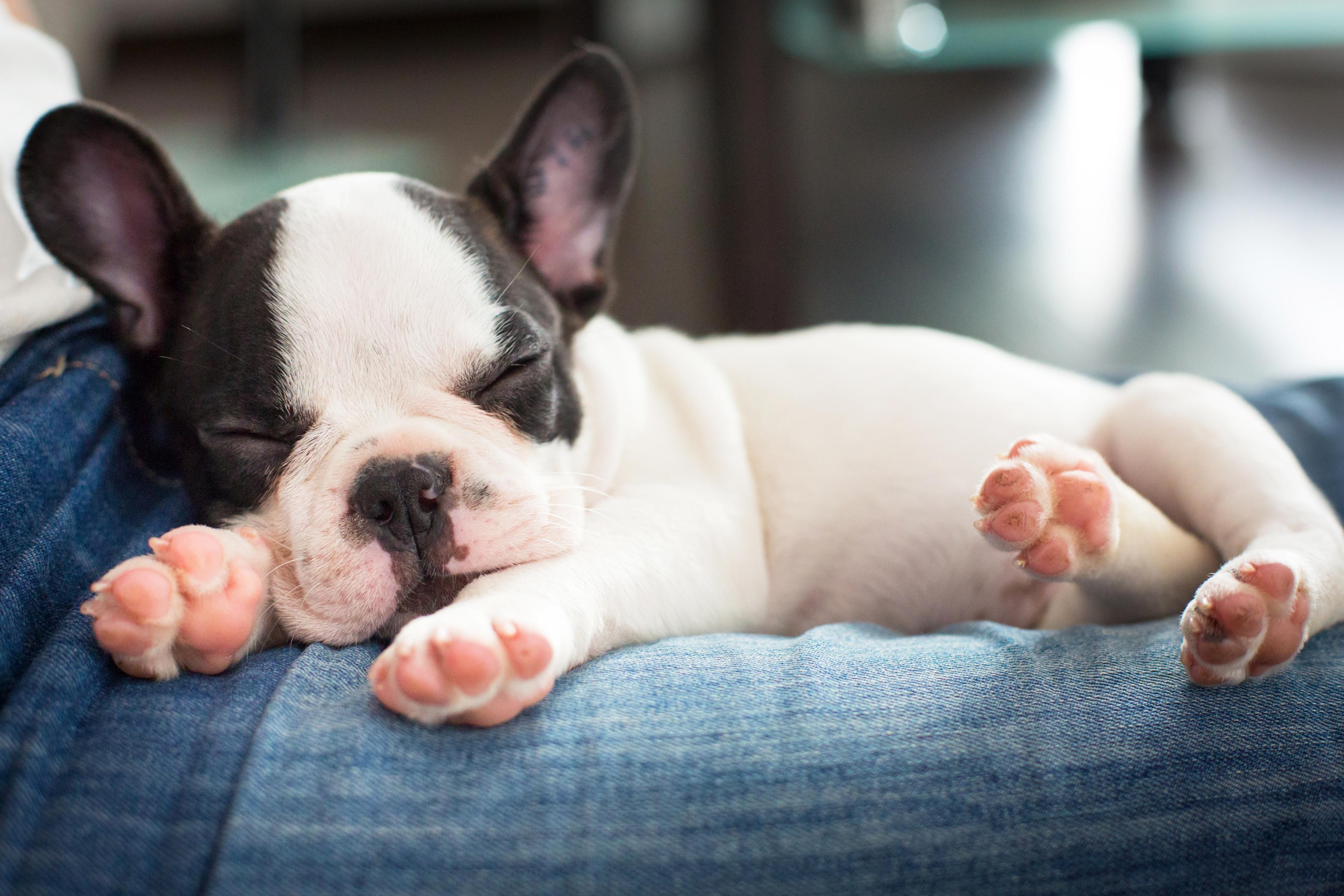 8 week old French Bulldog puppy sleeping on owners lap