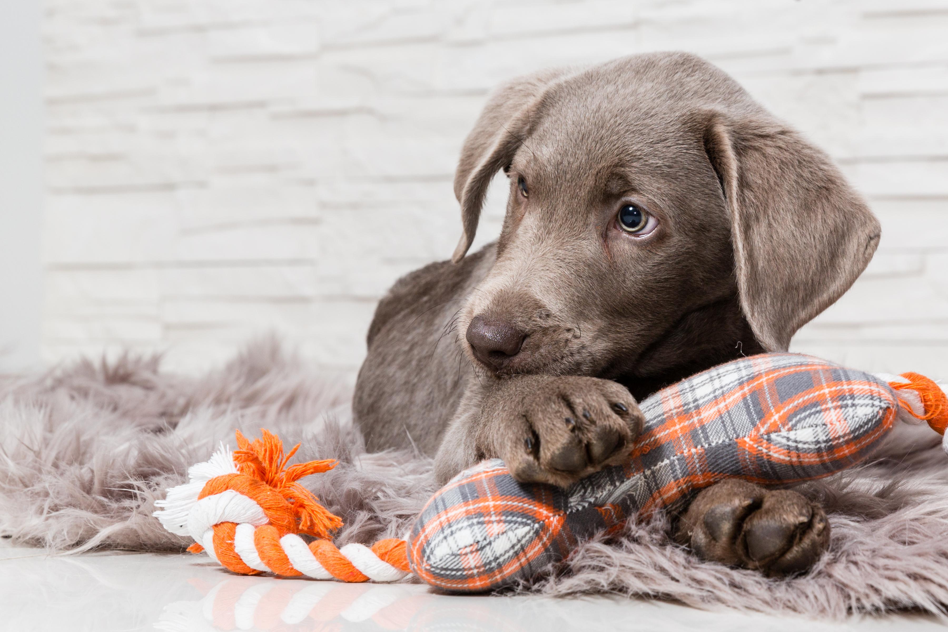 9 week old puppy laying on rug with chew toys