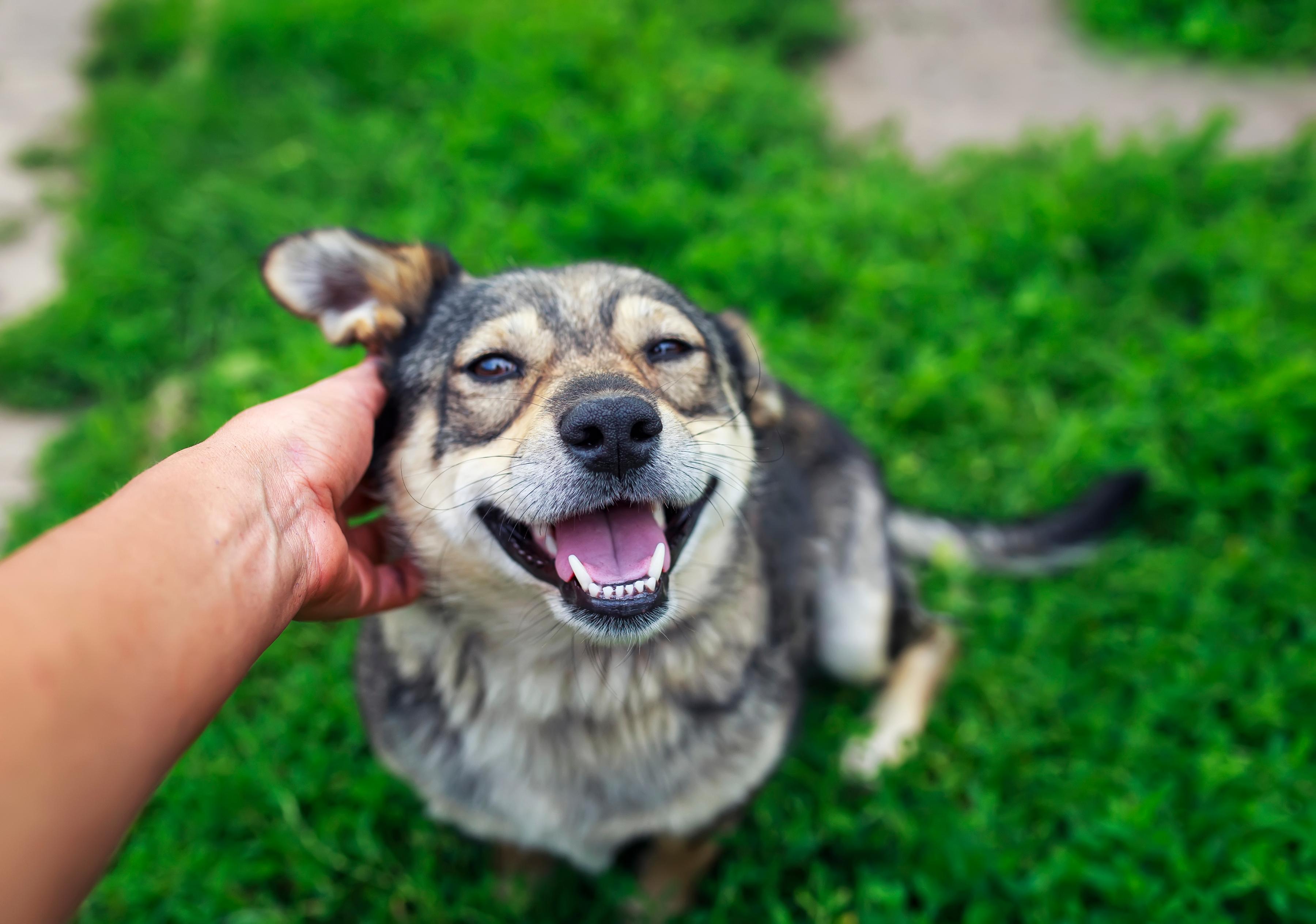 Adopted rescue dog looking up happily at new owner on grass