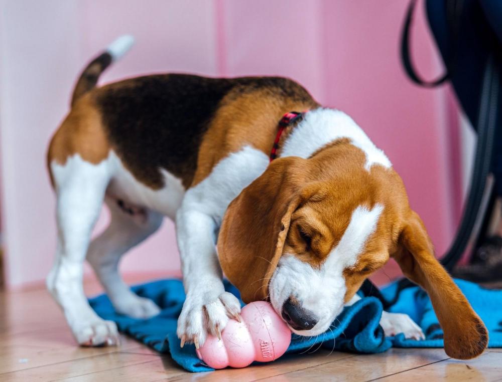 Beagle with kong