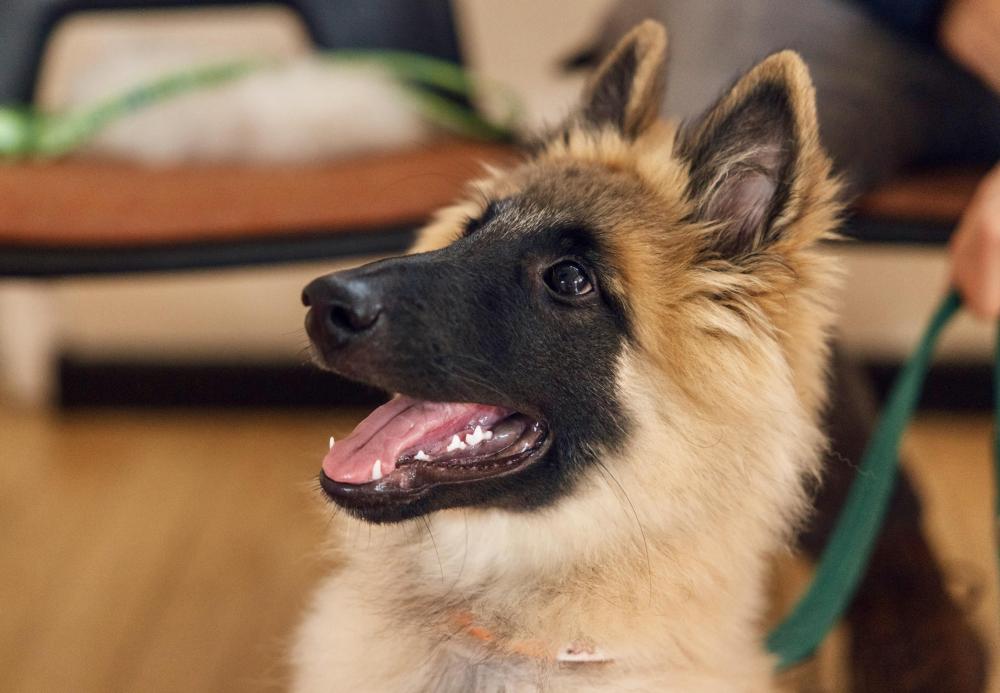 Belgian Shepherd puppy in local Puppy School class