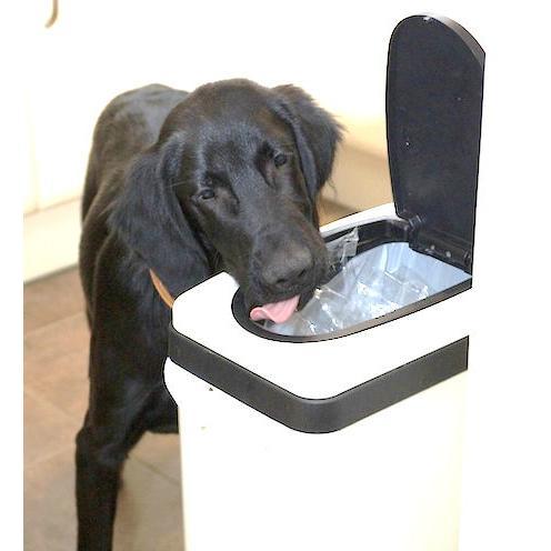 Bin raiding pup