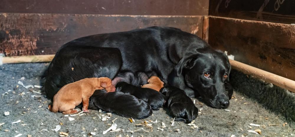 What is a puppy farm and how do I spot one?