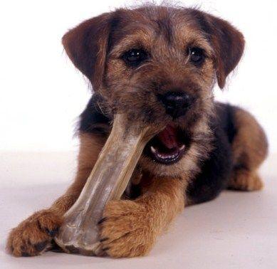 Border terrier chewing