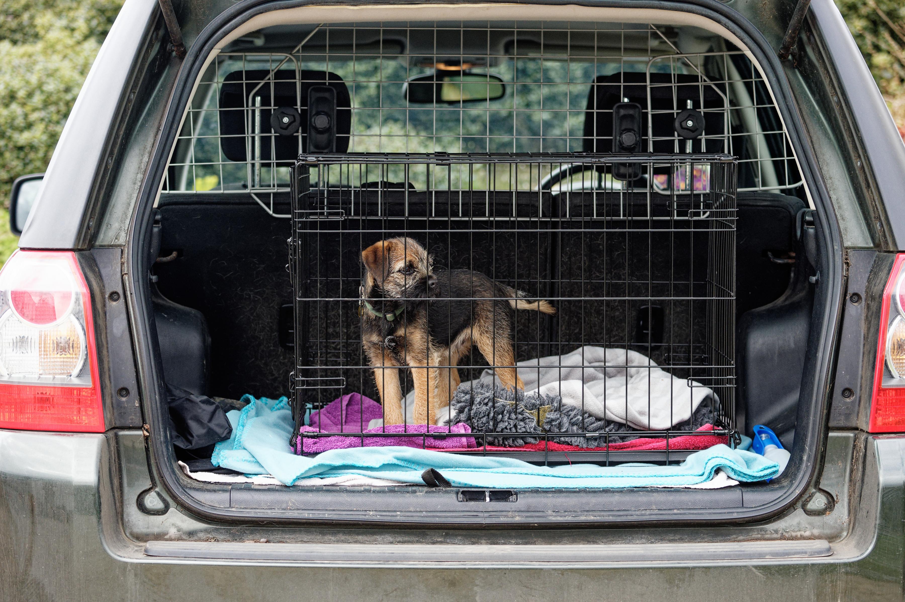 Travelling with a puppy in a car