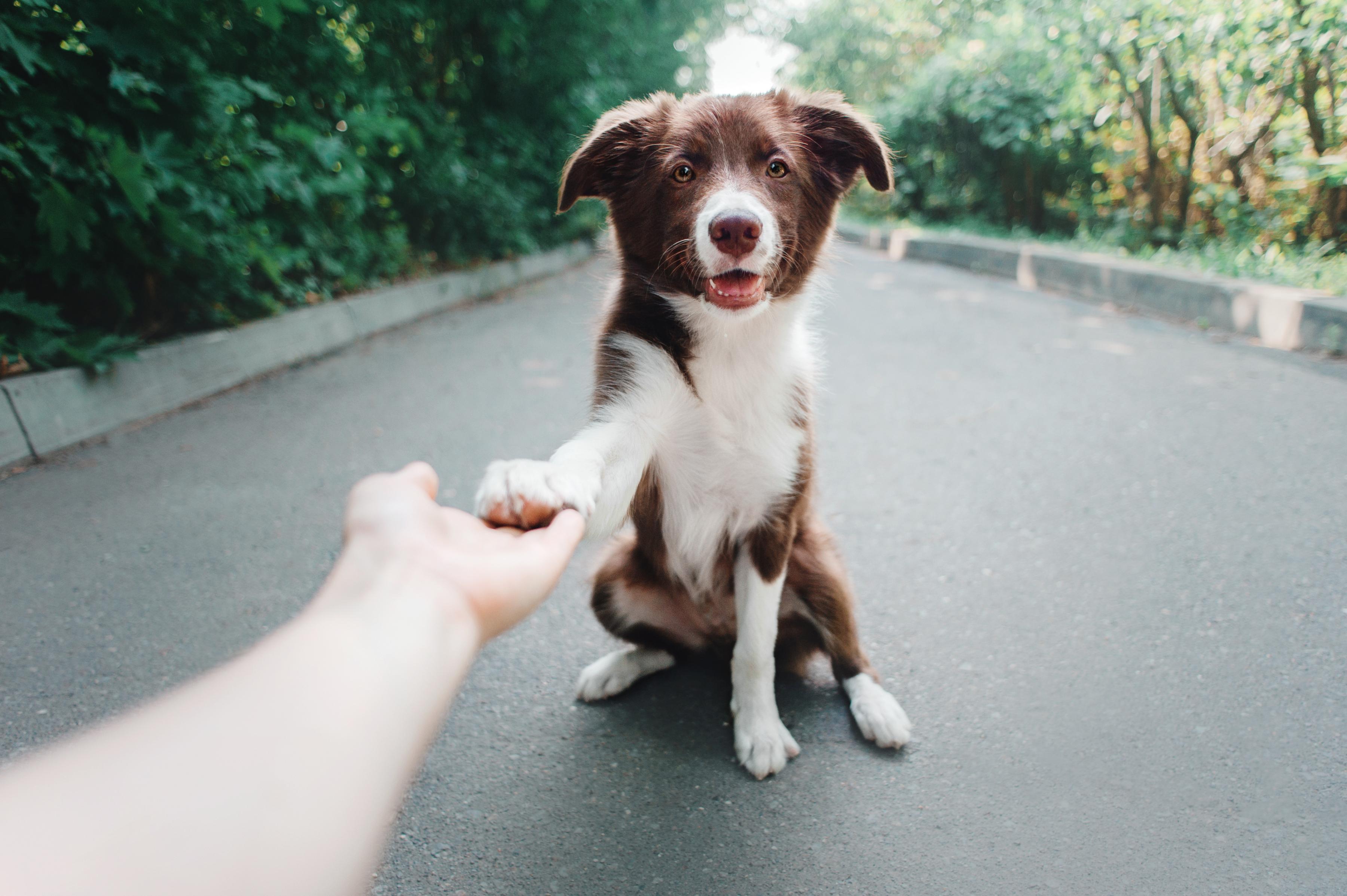 Brown and white collie puppy giving paw