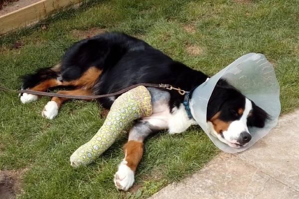 Button the Bernese Mountain Dog laying on floor with front leg in cast and elizabethan collar