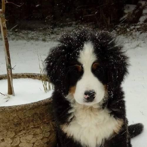 Button the Bernese Mountain Dog puppy sitting in snow