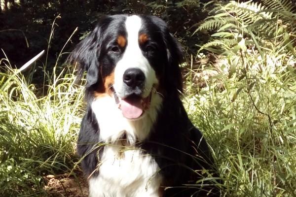 Button the Bernese Mountain Dog sitting in sunshine smiling at camera