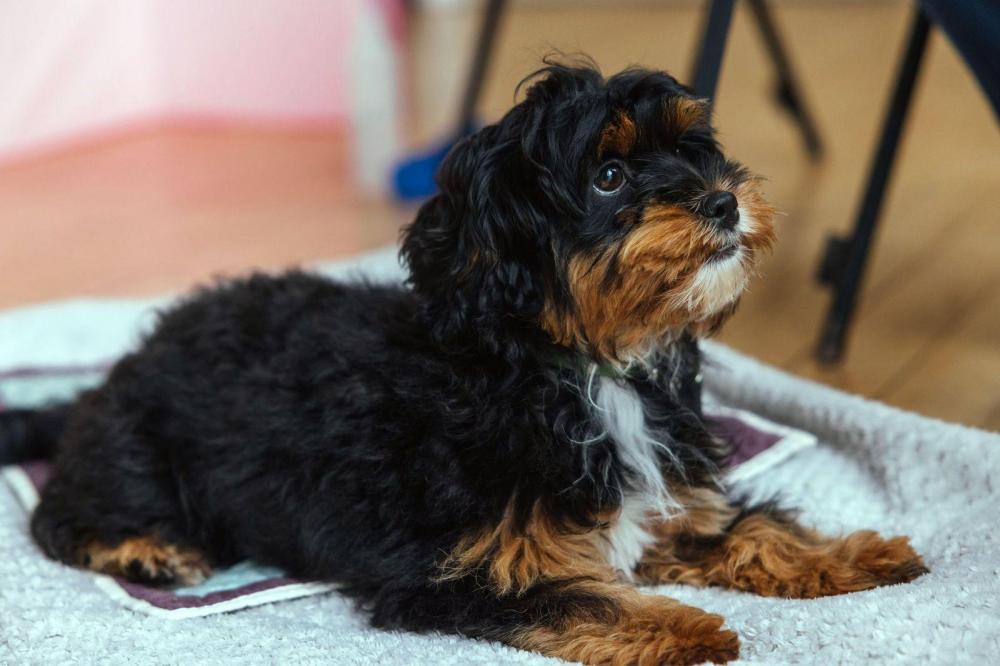 Cavapoo settling