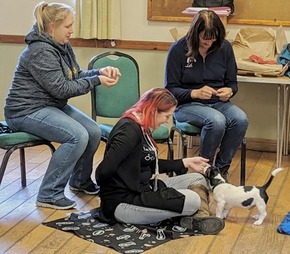 Challenging Jack Russell puppy learning new skills in class