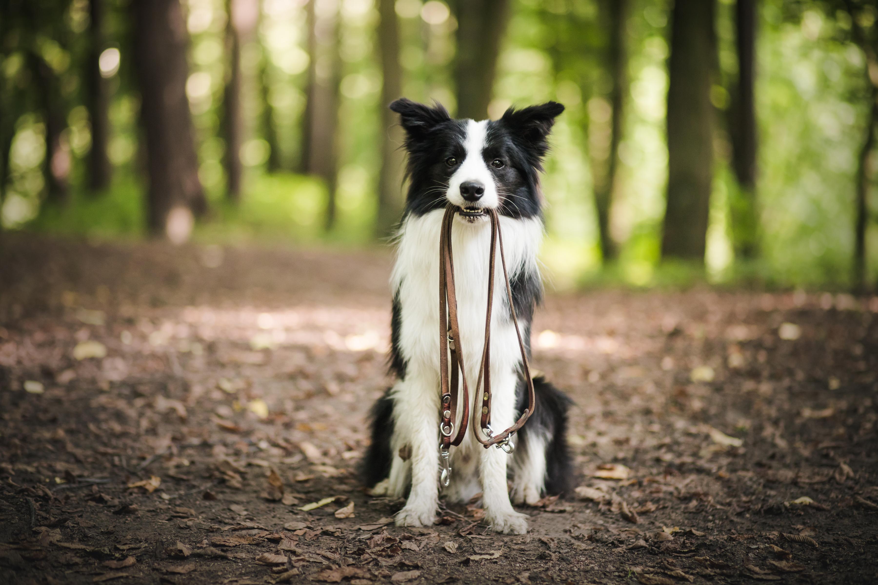 Collie dog sitting in woodland holding a dog lead for walking