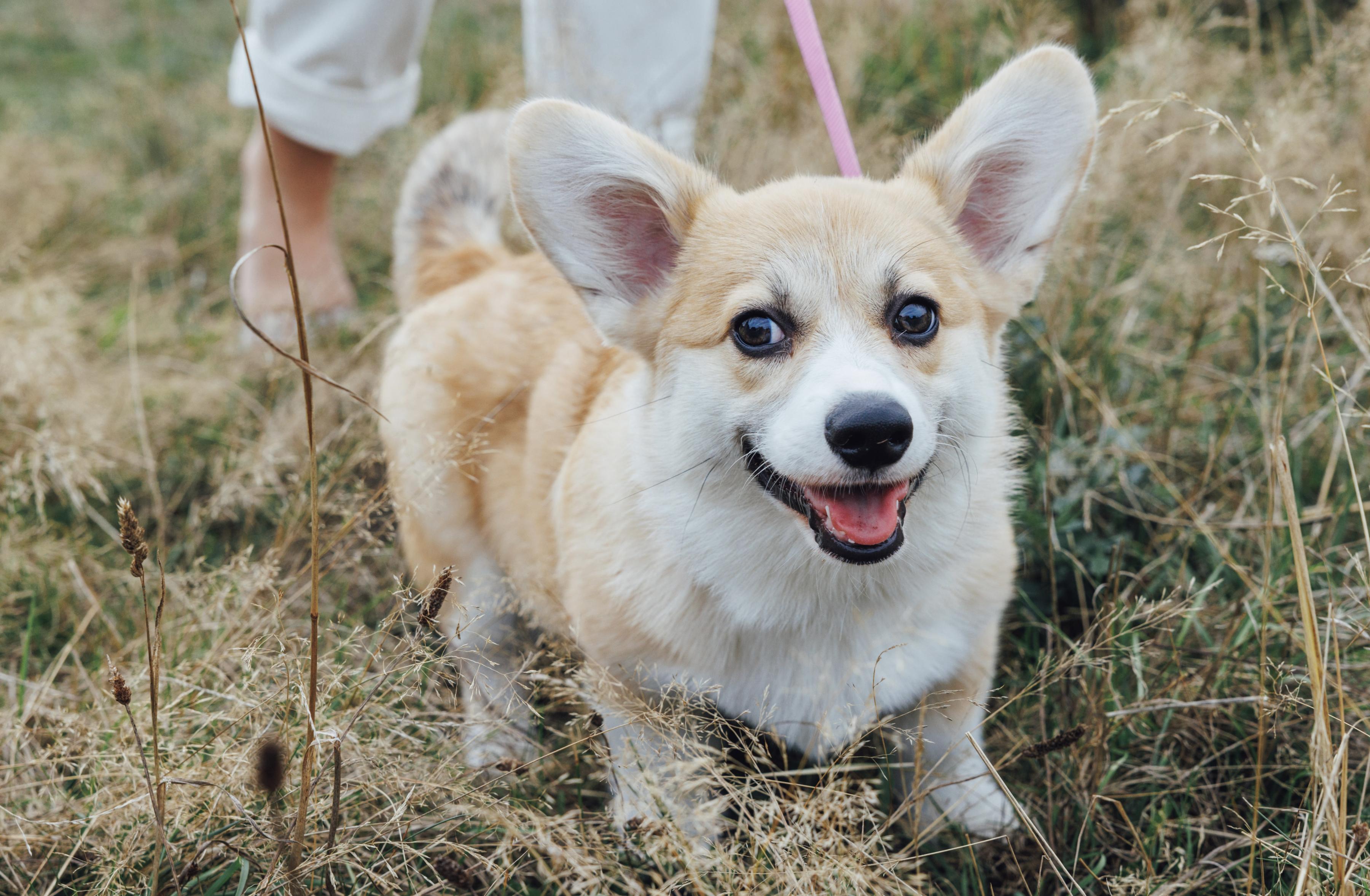 Corgi on grass