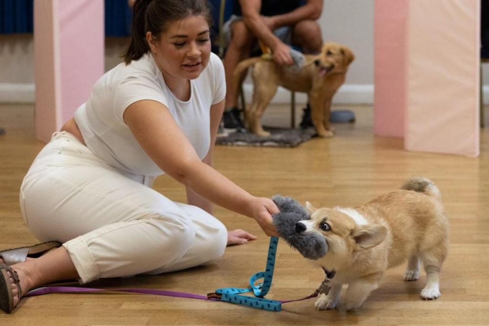 Corgi playing with toy