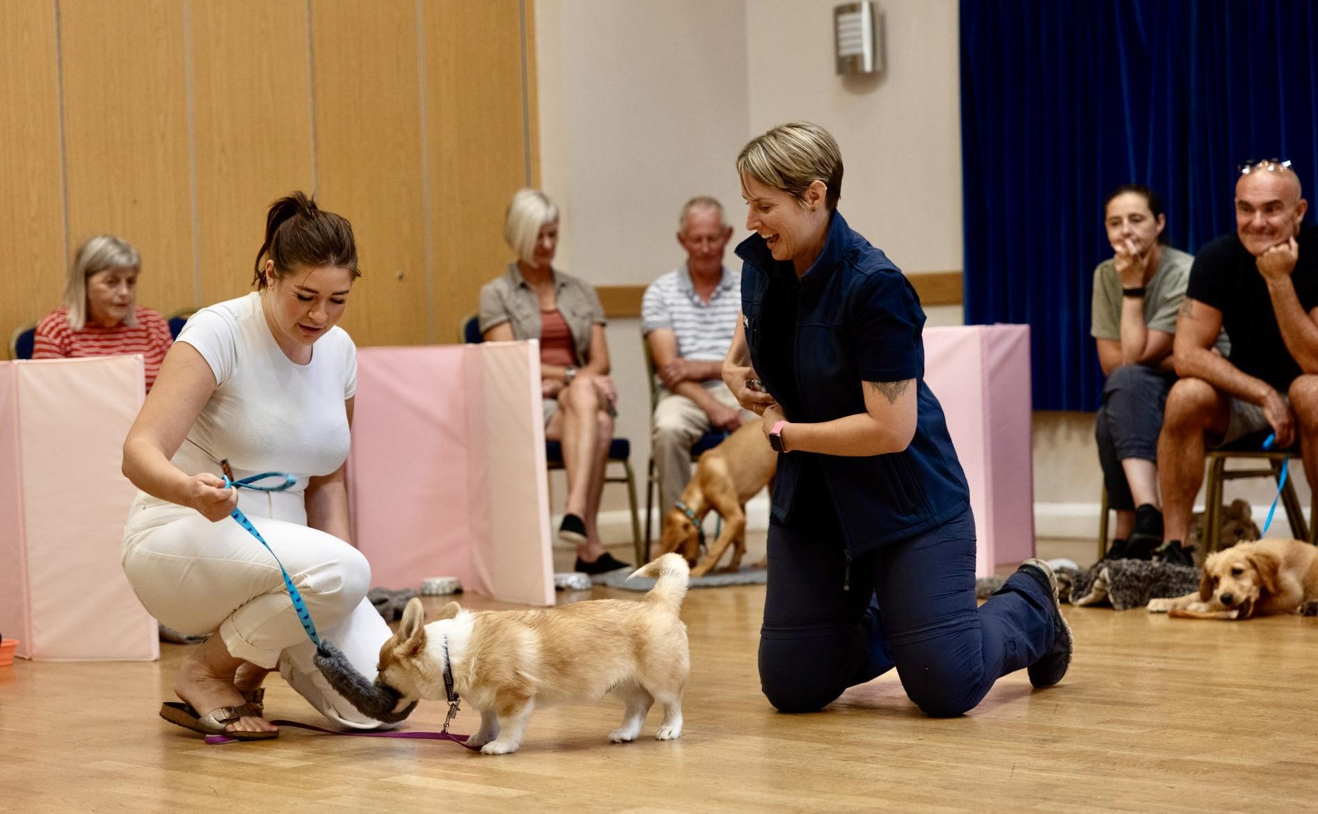 Corgi puppy in training during a puppy School class