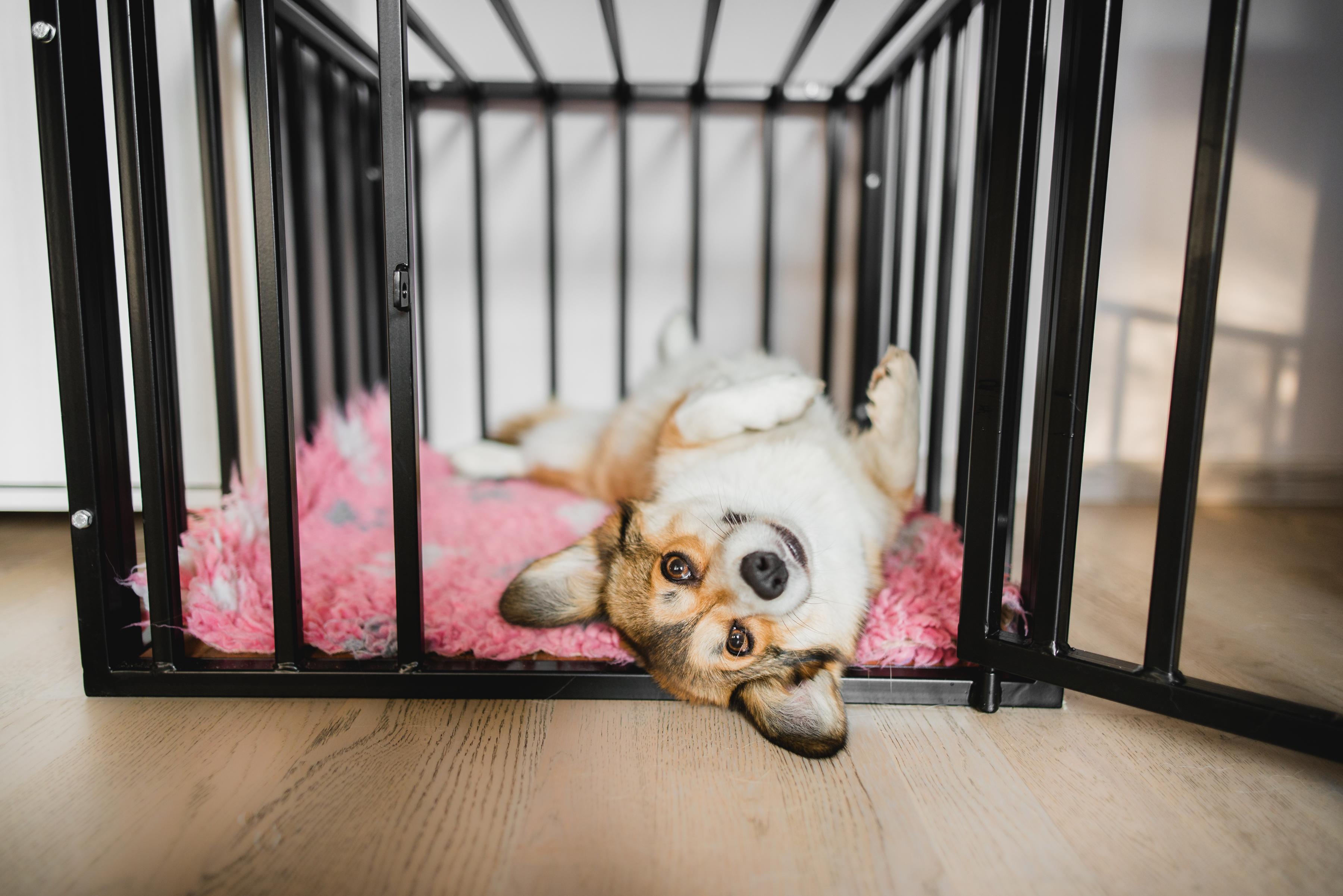 Corgi puppy resting upside down inside crate