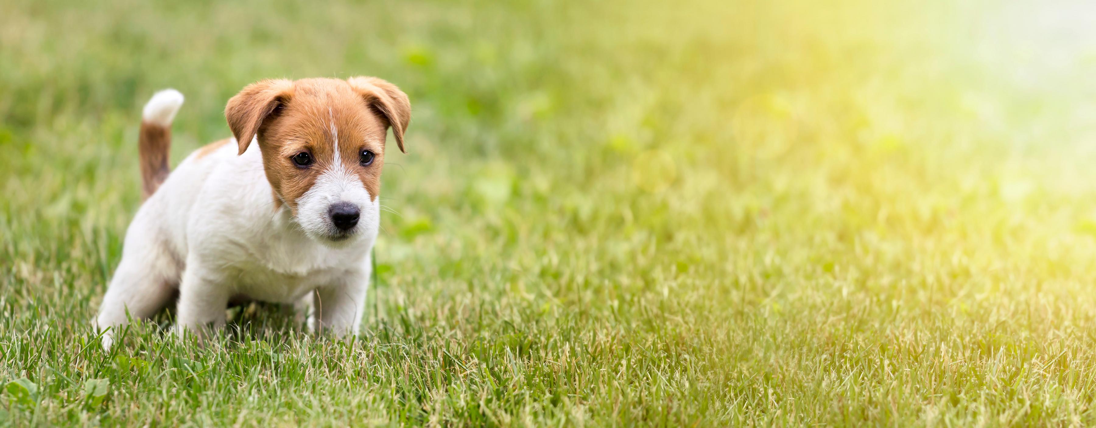 What's the best way to toilet train a puppy?