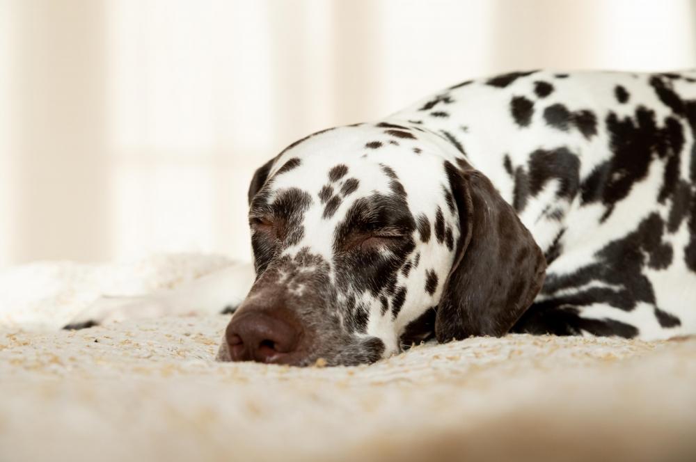 Dalmatian dog at home alone resting on bed