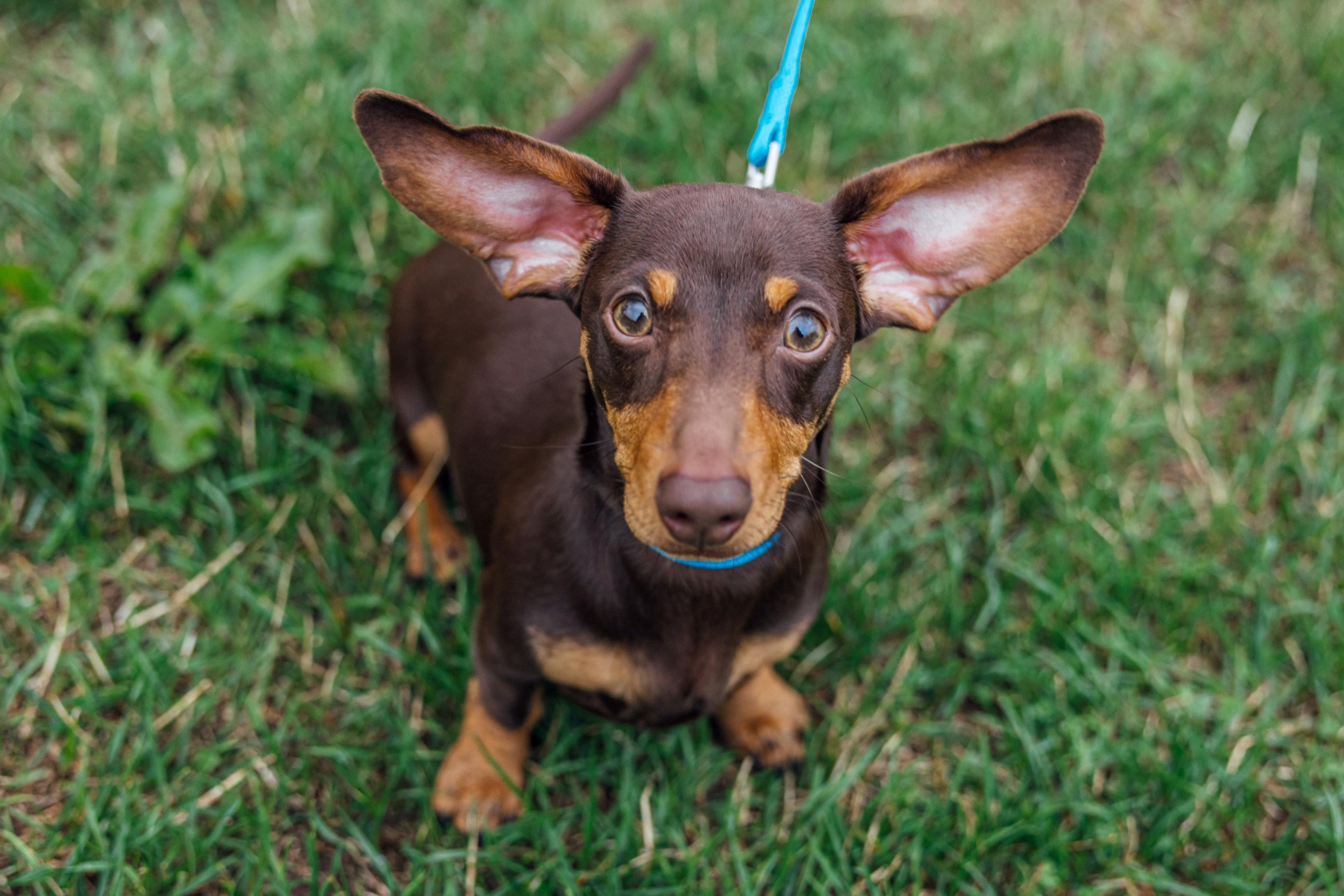 Daschund + ears!