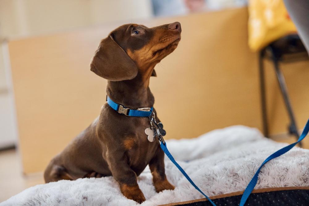 Daschund puppy in class 2