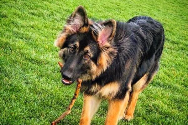 Enzo German Shepherd Dog holding stick in mouth looking at camera