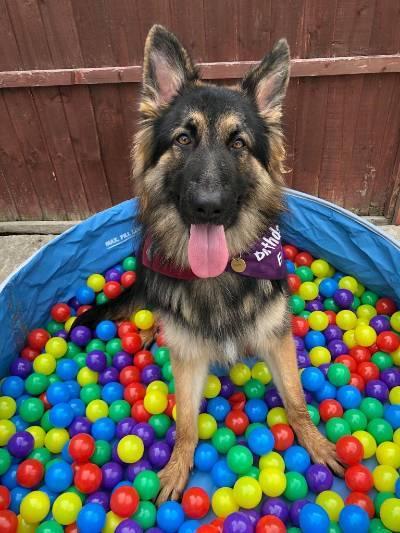 Enzo German Shepherd looking happy sitting in ball pit of colourful plastic balls