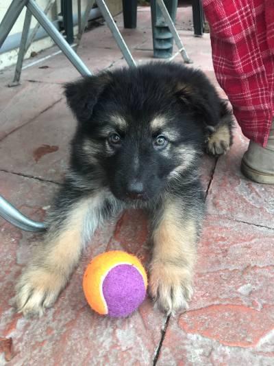 Enzo German Shepherd puppy lying on patio floor with tennis ball