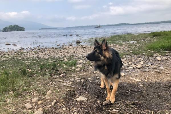 Enzo the German Shepherd walking by shore of water