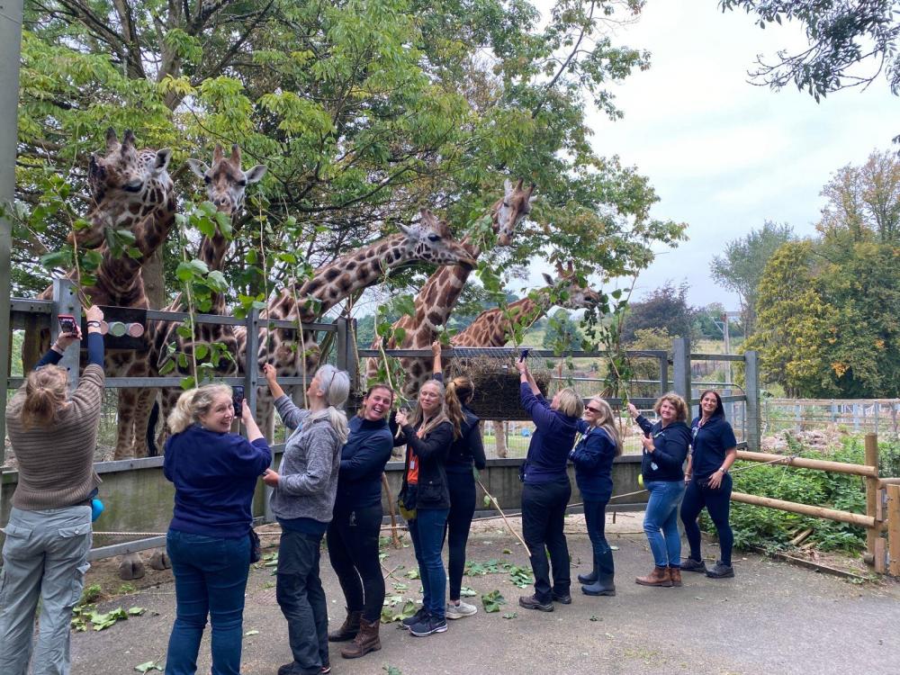 Feeding Giraffes