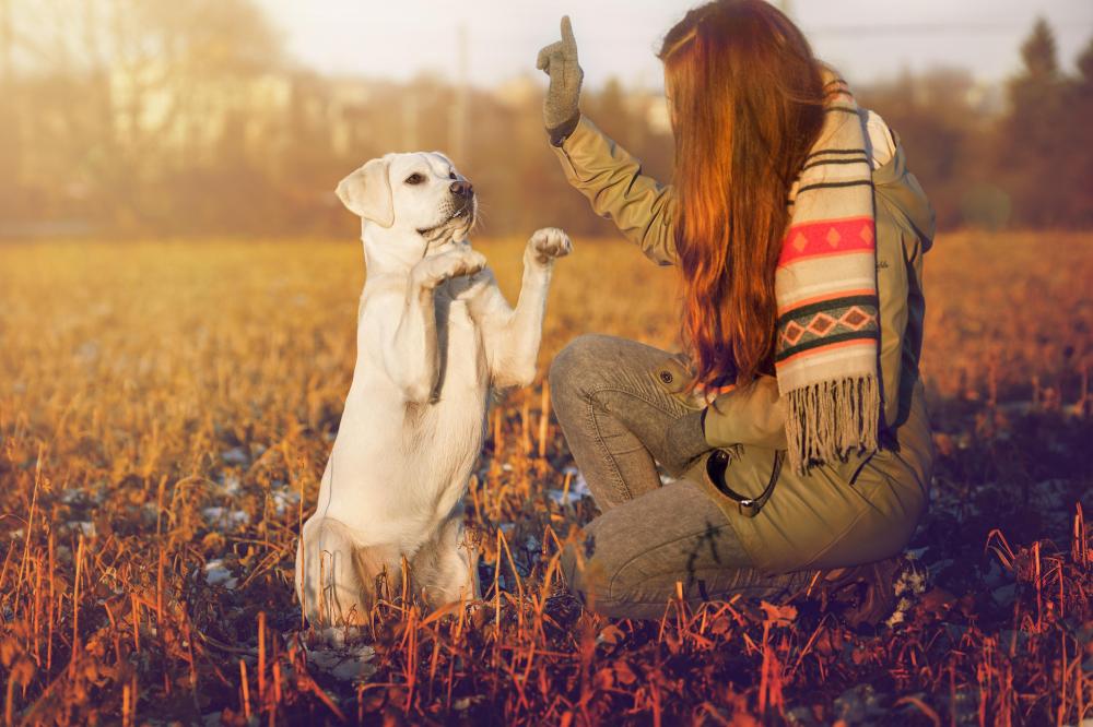 female dog trainer training yellow lab