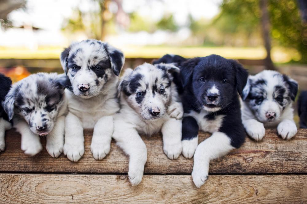 Five young collie puppies resting on wooden barrier staring at camera