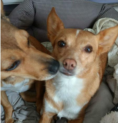 Flo and Ruby rescue dogs touching noses