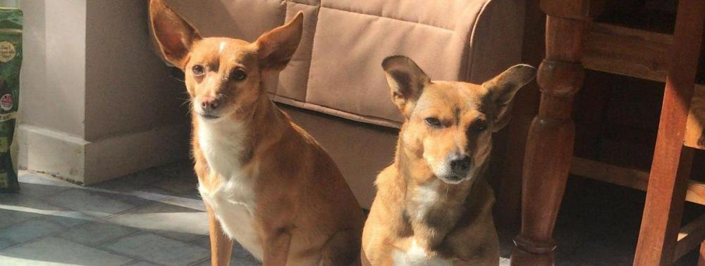 Flo the Spanish Podenco dog sitting with rescue dog Ruby 