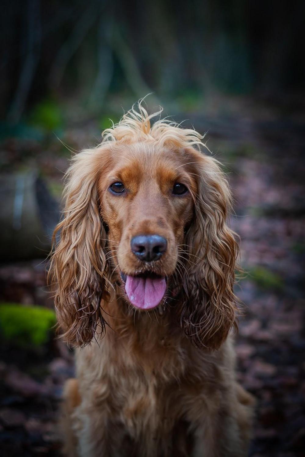 Florence cocker spaniel in woodland looking at camera