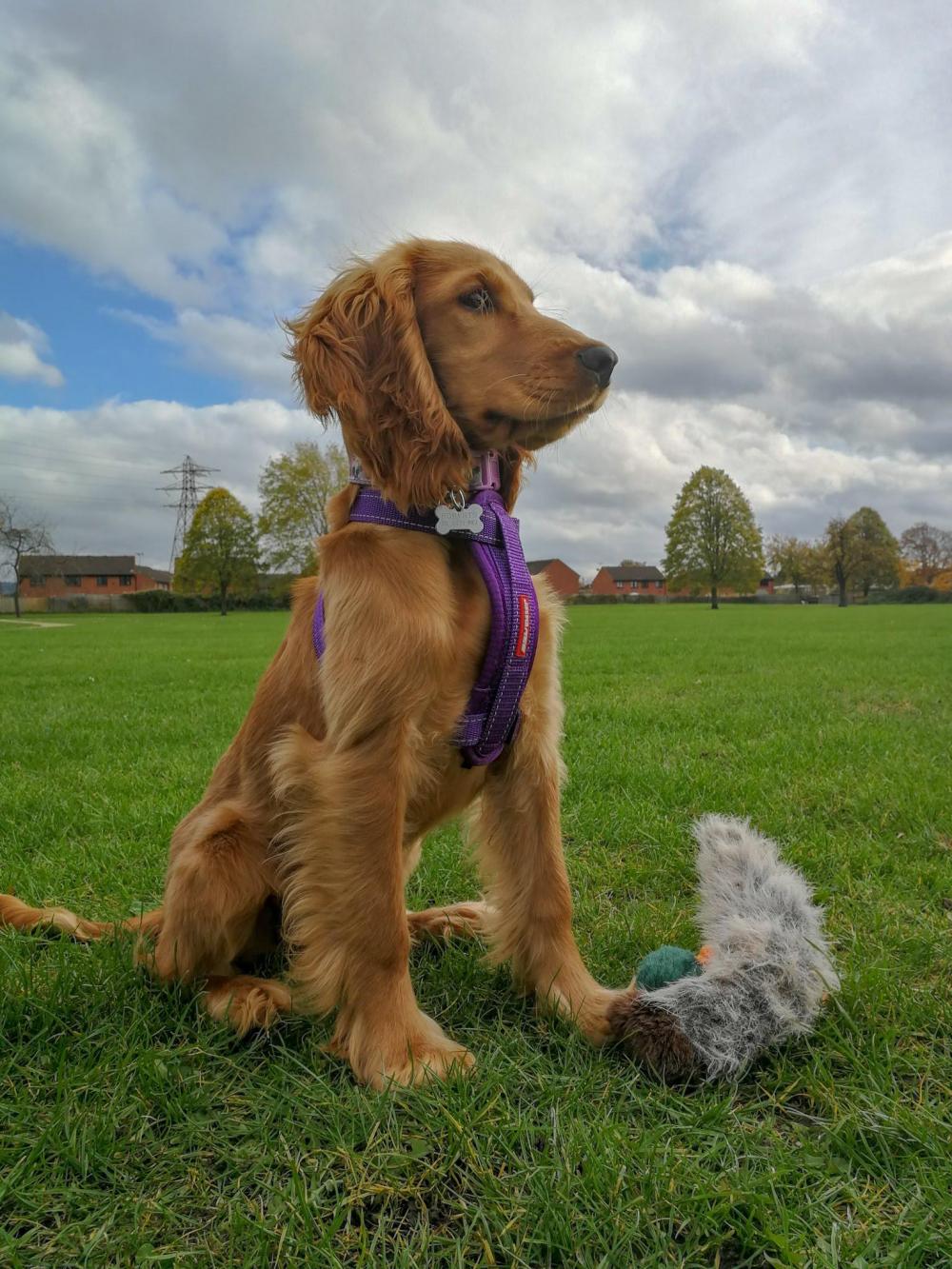 Florence cocker spaniel puppy sitting on grass with toy duck