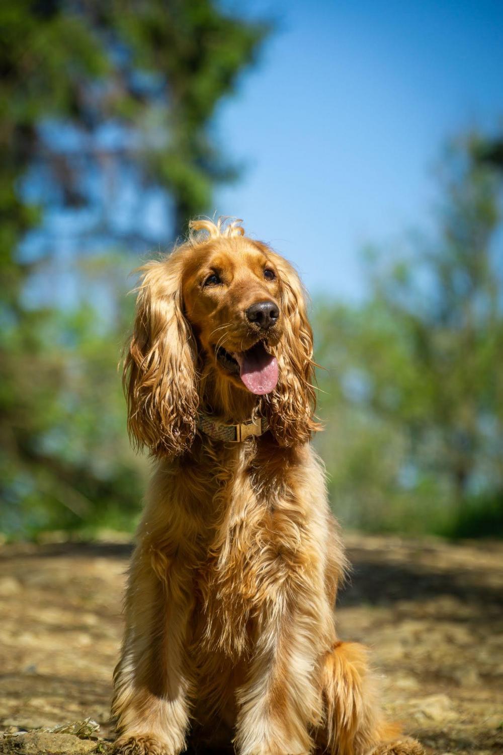 Florence cocker spaniel sitting in sun on woodland walk