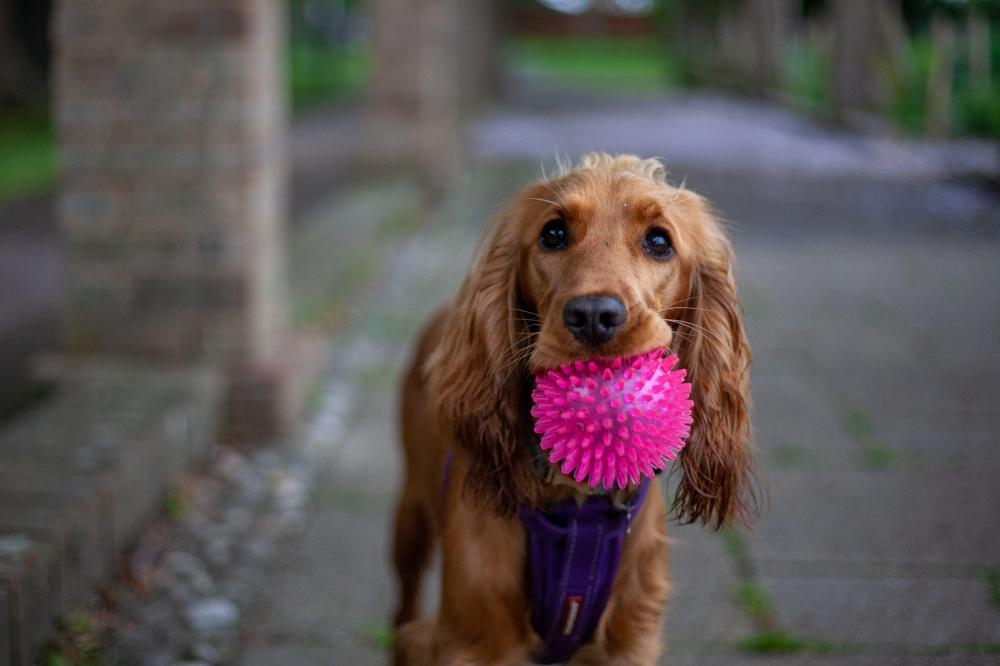 Florence the cocker spaniel holding a pink ball in mouth looking at camera