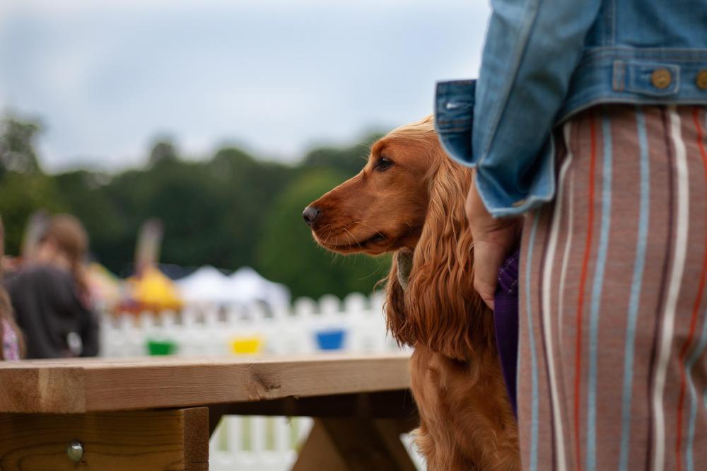 Florence the cocker spaniel sitting quietly with owner and observing