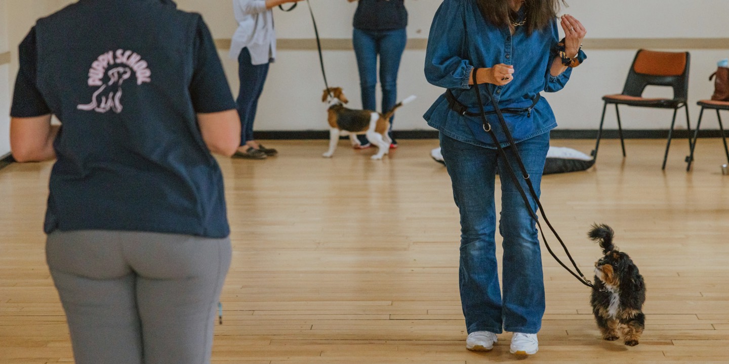 Fluffy puppy enjoying the new skill of walking on the lead with a Puppy School tutor