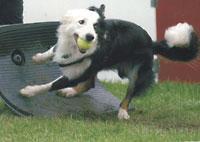 Flyball