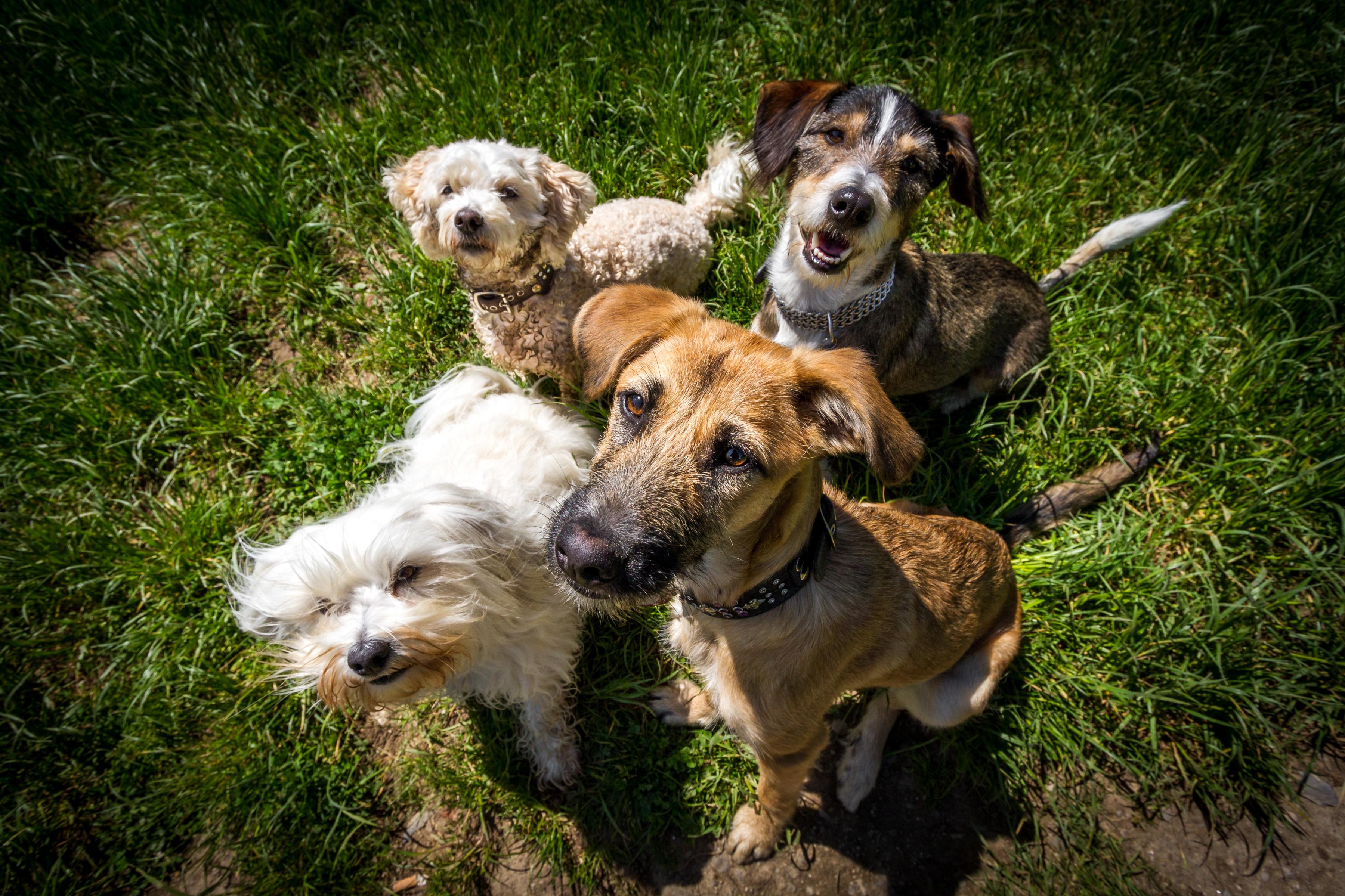 Four dogs of various breeds outside sitting on grass looking up at camera