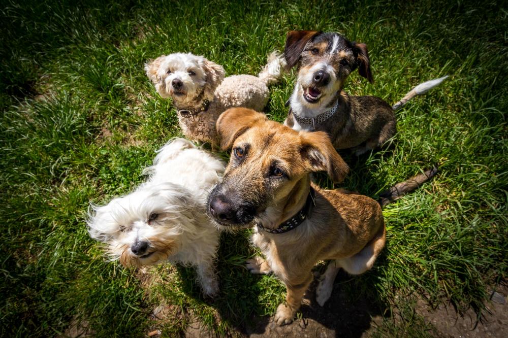 Four dogs of various breeds outside sitting on grass looking up at camera