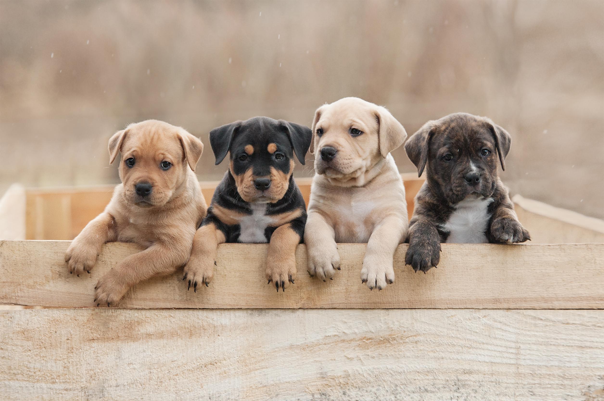 Lucy's Law: what it means for buying and selling puppies