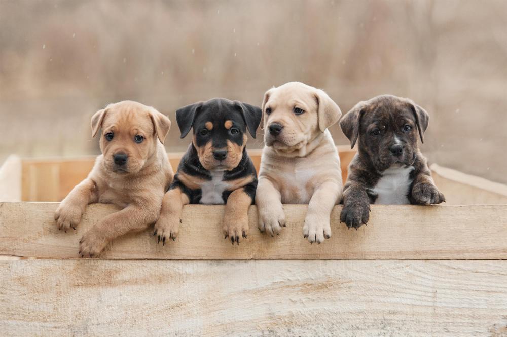 Lucy's Law: what it means for buying and selling puppies